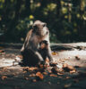 Monkey Forest Ubud Bali Review