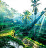Bali Seasons Wet and Dry in Ubud Indonesia