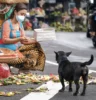 Street Dogs in Bali Village