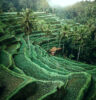 Tegalalang Rice Terrace of Ubud | BaliKit