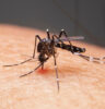 Dengue Fever in Bali: Guide