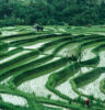 Jatiluwih Rice Terraces in Ubud Bali